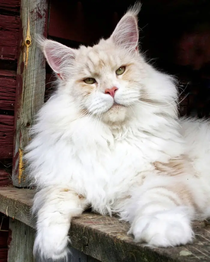 Introducing Lotus, The Majestic Maine Coon Feline – A Purrfectly Fluffy Giant Ball of Cuteness