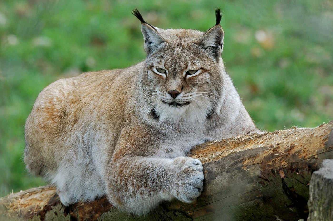 iilla. Exploring Canada’s Enigmatic Lynx Population: A Closer Look at These Fascinating Felines .iilla