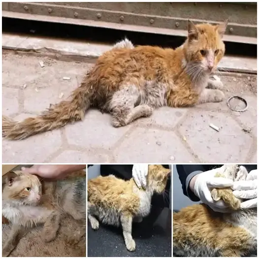 Abandoned holes turned into a sanctuary for stray cats, celebrating life’s simple joys-The poor cat cries every day.thi