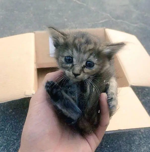 After being adopted by a family of ferrets, a rescued kitten embraces its inner ferret identity, reminding us of the power of acceptance and love.