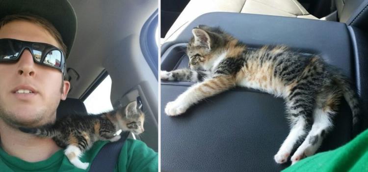 A truck driver rescues a stray kitten and finds solace in sleep, knowing she is finally safe and protected.