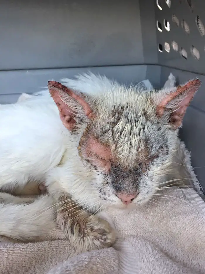 After months of darkness, a homeless cat opens its eyes for the first time, stunning everyone with its remarkable beauty.