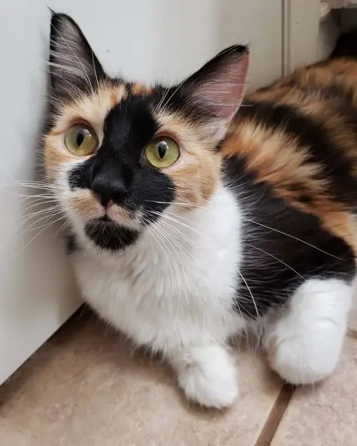 The stray cat is overwhelmed with joy as she discovers a wonderful family to assist her with her six kittens.