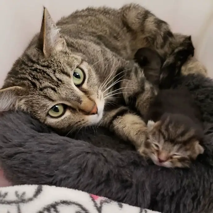 Rescued Cat Mom and Kitten Cling Together and Refuse to Let Go After Living on the Streets