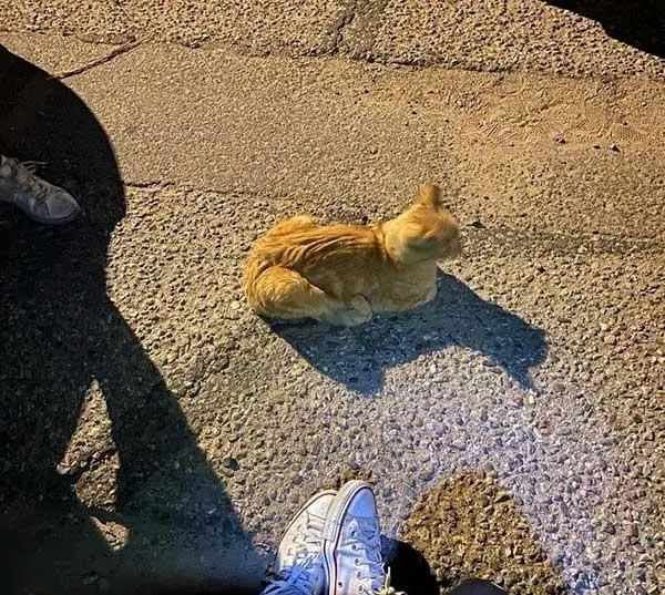 Cat Hangs out outside a House Eνery Day Until He Sets ρaw Indoors, Being Held in Loνing Arms