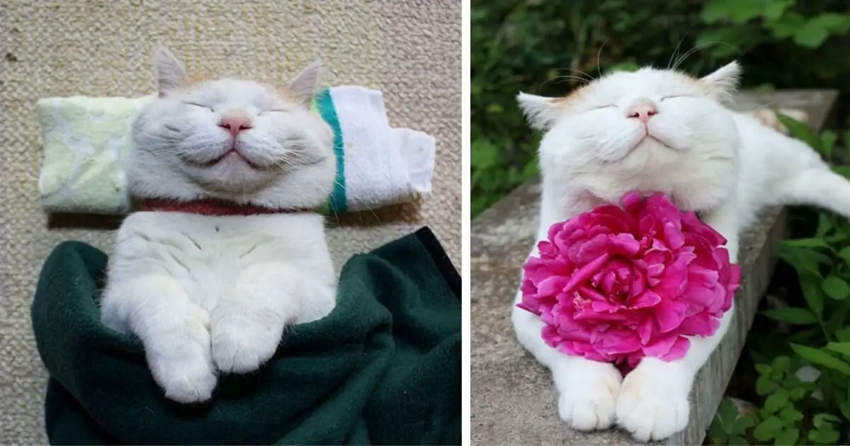 Shironeko is the happiest and sleepiest cat you’ll ever meet, and his contagious joy will brighten up anyone’s day .thi