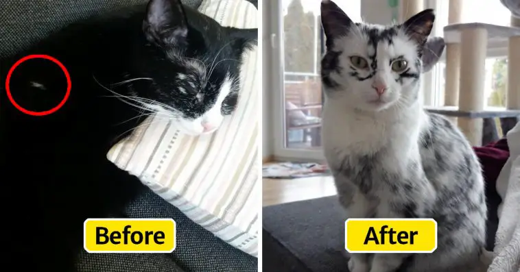 The coat of a tuxedo cat undergoes a color transformation every day due to a rare condition, leaving many amazed.