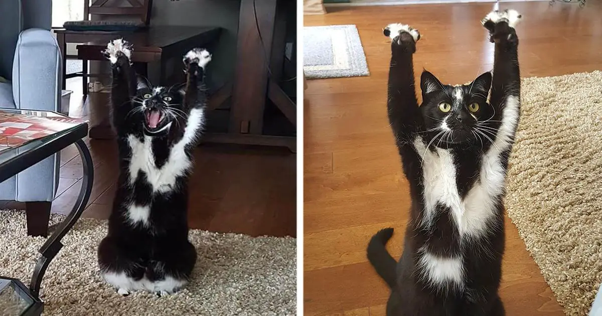 This mysterious cat keeps lifting its paws in the air, leaving everyone wondering what it could mean.