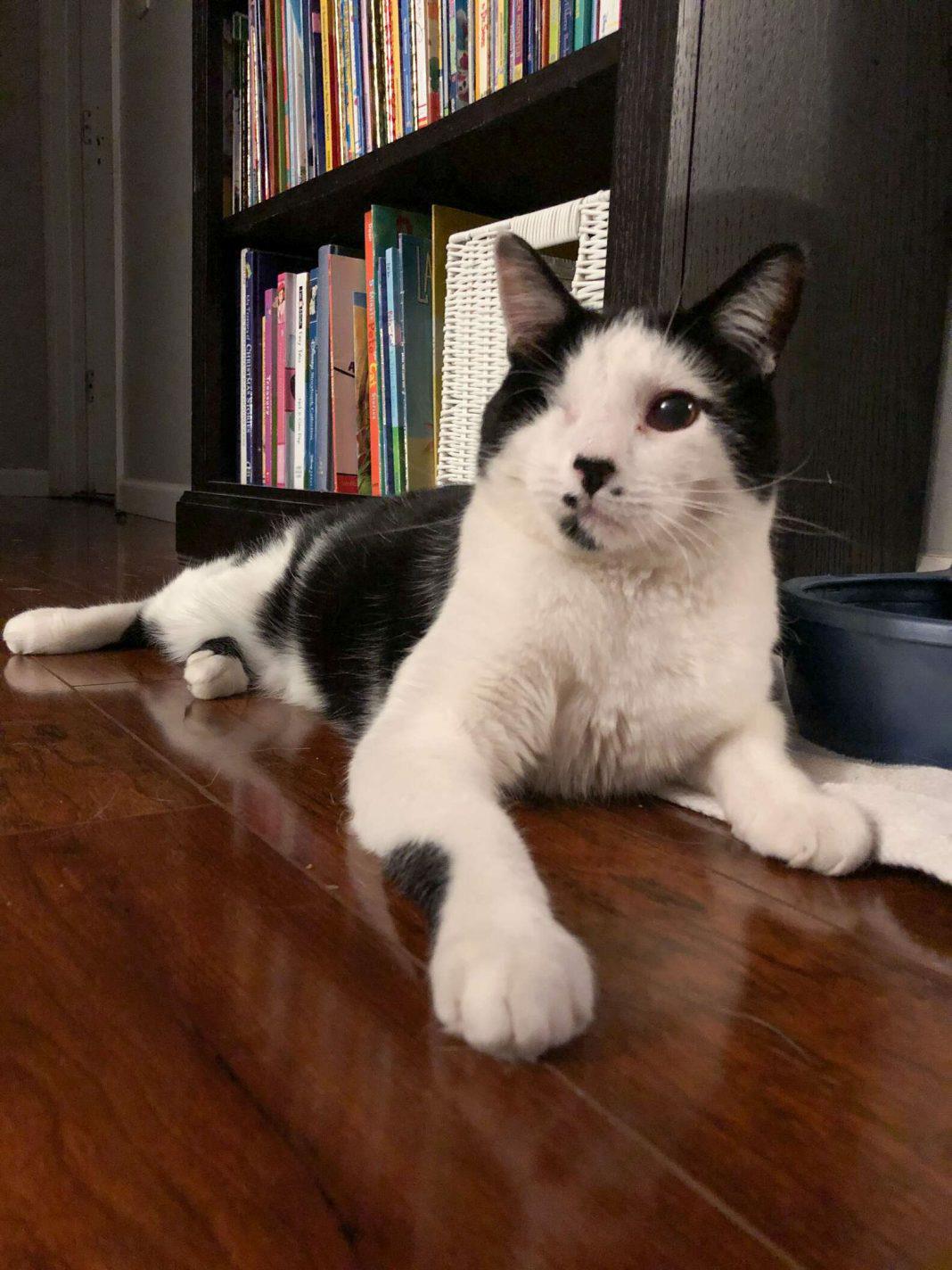 Caught in a heartwarming act, a boy pays a sweet visit to his neighbor’s “misunderstood” cat.