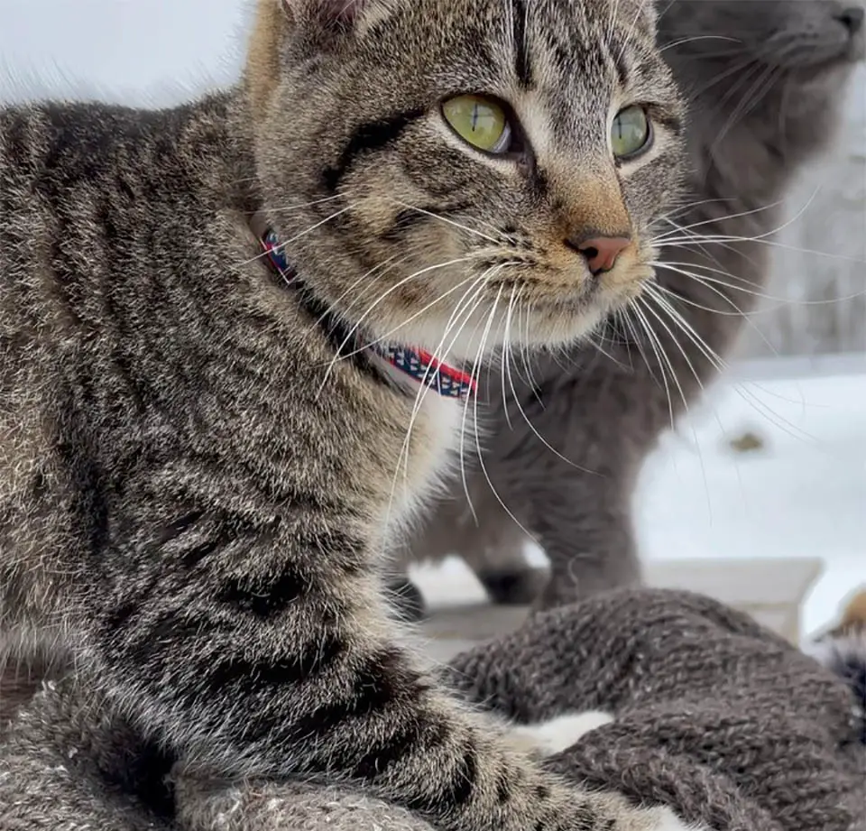 This cat finds delight in massaging, caring for, and embracing the farm’s pigs.