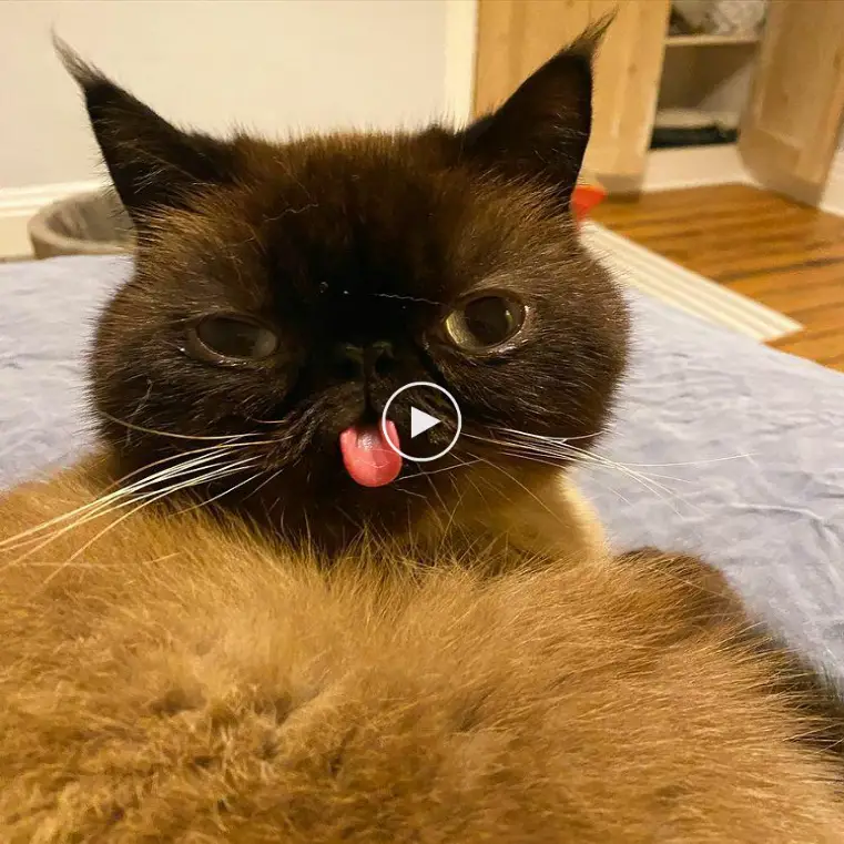 Meet Ikiru, the internet star known as the King of Bleps, whose silly and quirky facial expressions are sure to bring a smile to your face.