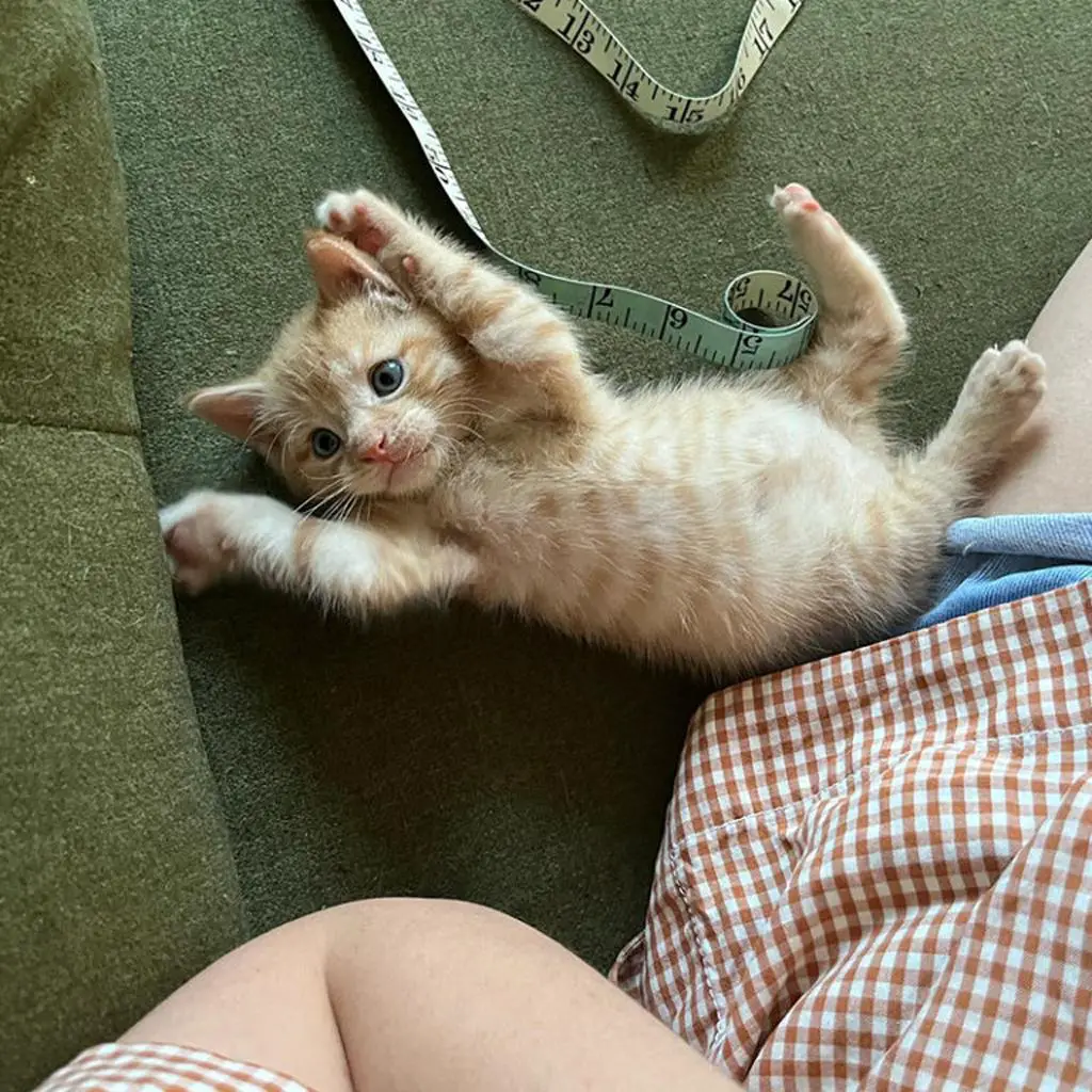 An adorable kitten named “Marshal” is found abandoned near a Brooklyn fire station.