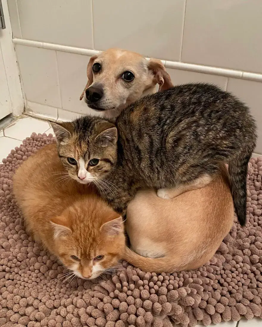 Nurtured by a dog, shy kittens find solace and protection as they gather the courage to interact with humans.