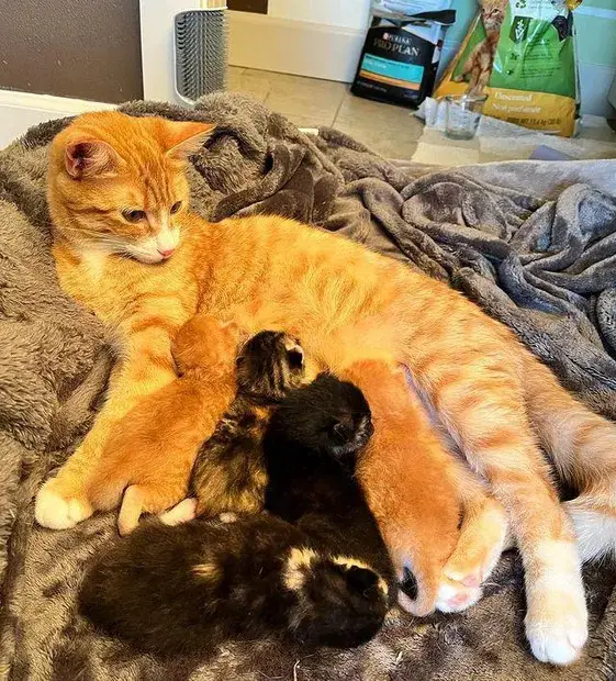 This cat, found outside and alone, was grateful to be taken in by a loving home where her kittens could thrive.