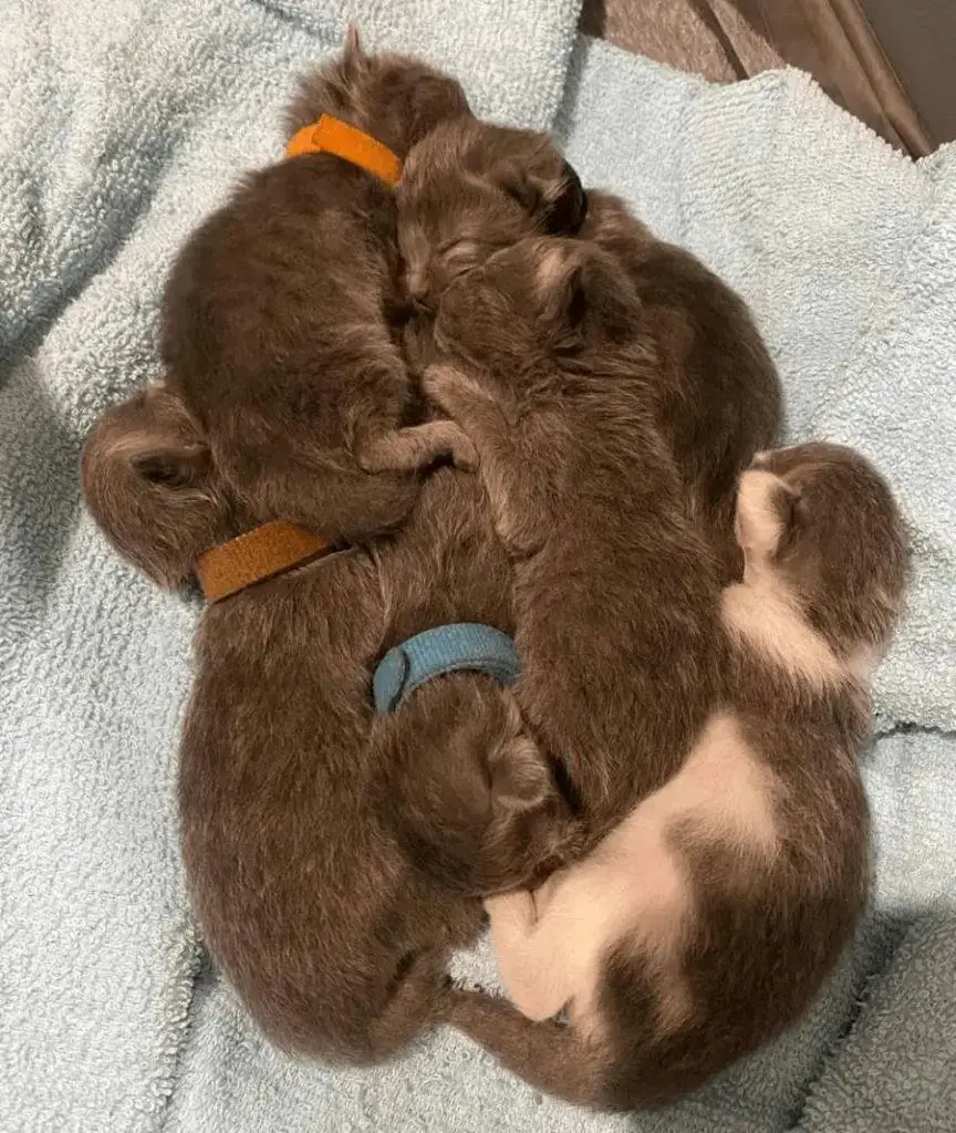 A devoted cat refuses to leave her six kittens alone in a parking lot until help arrives