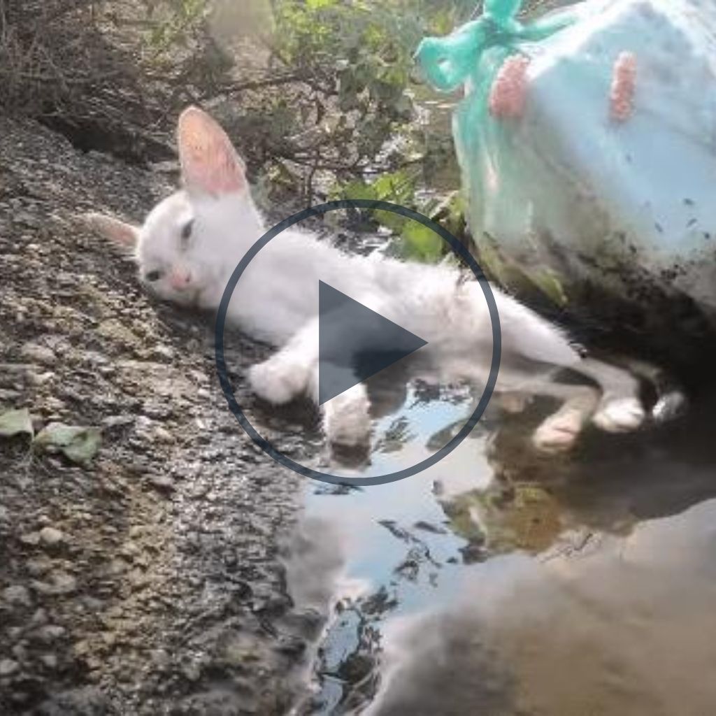 Tenderhearted Rescue: A Woman Discovers a Tiny Cat in Need on the Riverbank