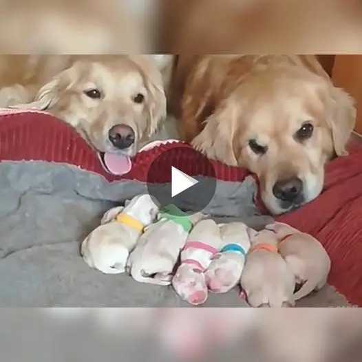 Golden Retriever Watches Over Newborn Puppies, Unfolding a Heartwarming Scene