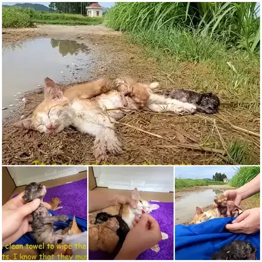 Heartbreaking image of 4 yellow cats and kittens, why are they lying there?