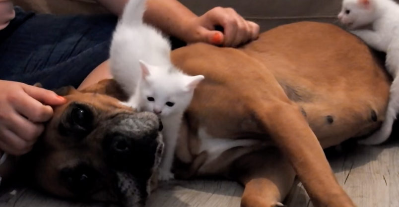 Rescue Boxer Saves an Abandoned Mother Cat and Her Kittens