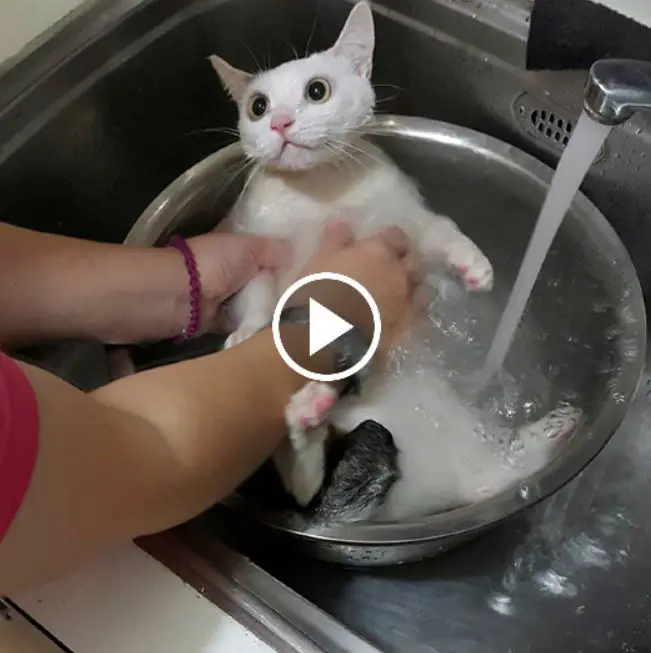 The Internеt Wеnt Crazу For The Cаt Whо Lоves To Rеlax In The Sink