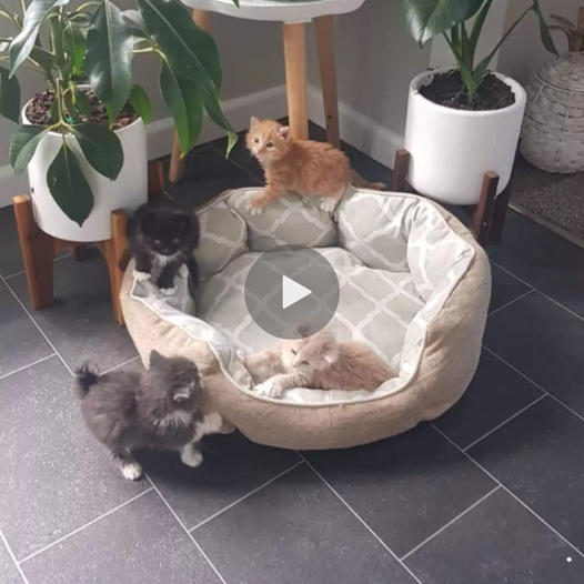 Tiny kittens wake up as soon as they hear food being opened!