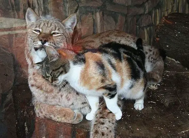 Sneaking into a zoo, a cat befriends a lynx, forging an unlikely friendship.pop