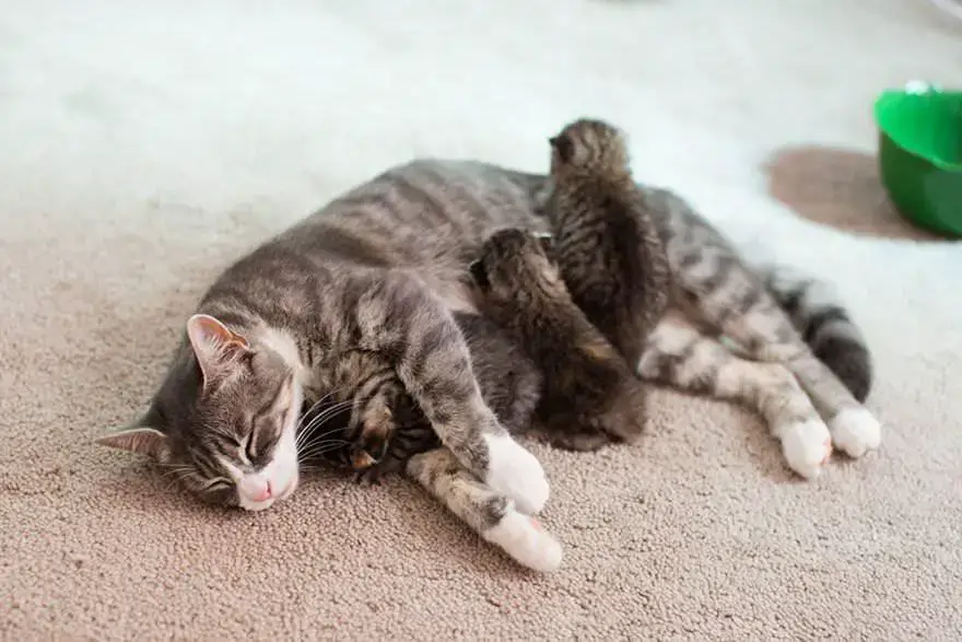 A grieving mother cat finds solace as she is united with three abandoned kittens who were in need of a new mom.