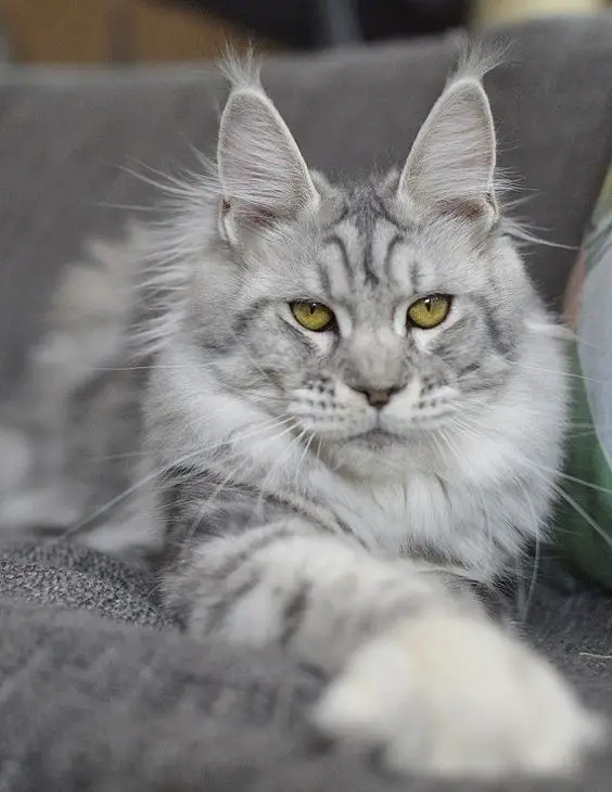 The Enigmatic History of Siberian Cats Revealed