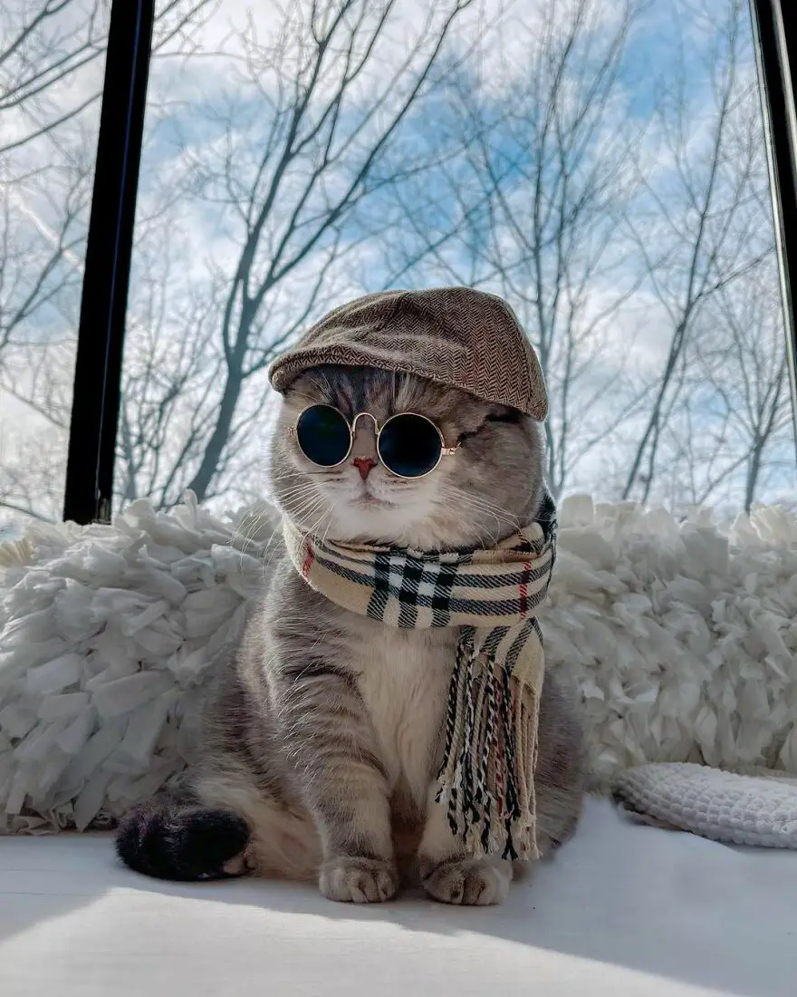 “Fashionable Feline: The Heartwarming Story of a Rescued Cat Who Became an Instagram Star”