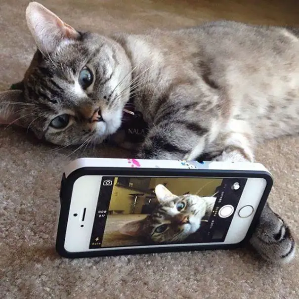 The life of Nala, the 3.2 million-follower most popular cat on Instagram