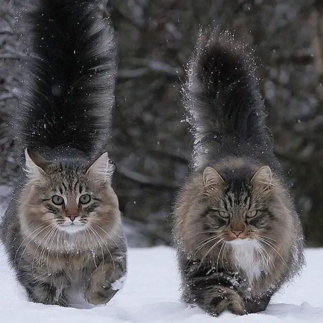 About Maine Coon Cats: Gentle Giants, Rulers Of Hearts