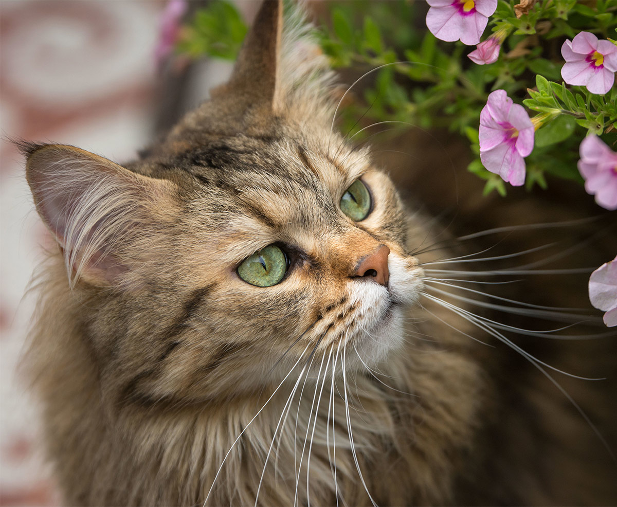 Explore Our Stunning Collection of Maine Coon Cat Images