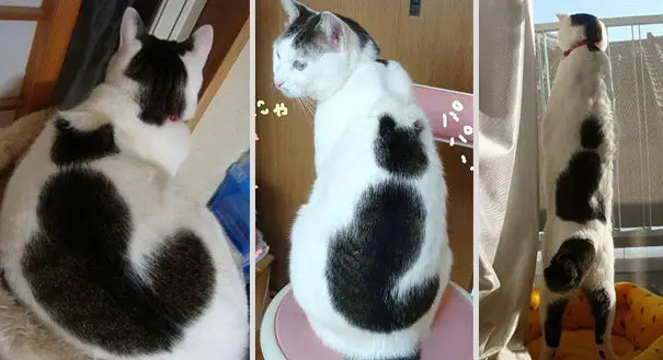 “The Purrfectly Unique: 10 Feline Celebrities With Fur-midable Markings”