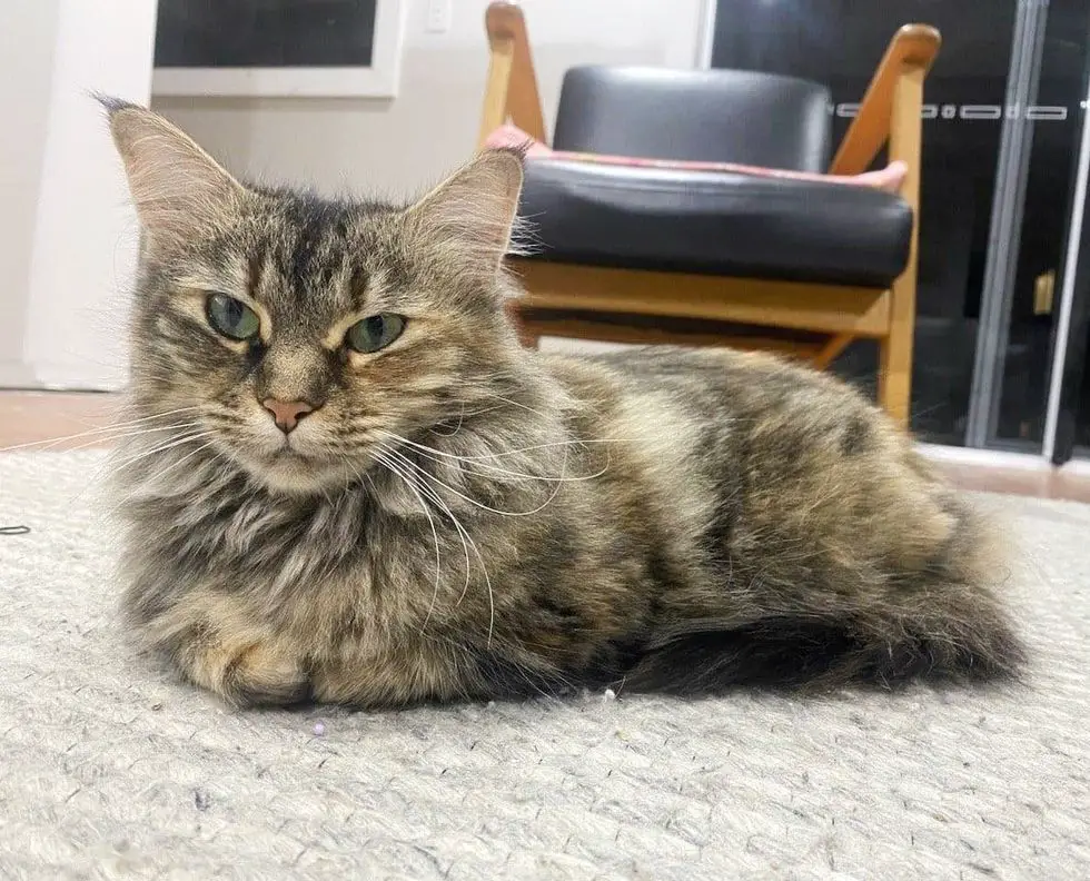 fluffy torbie tabby cat