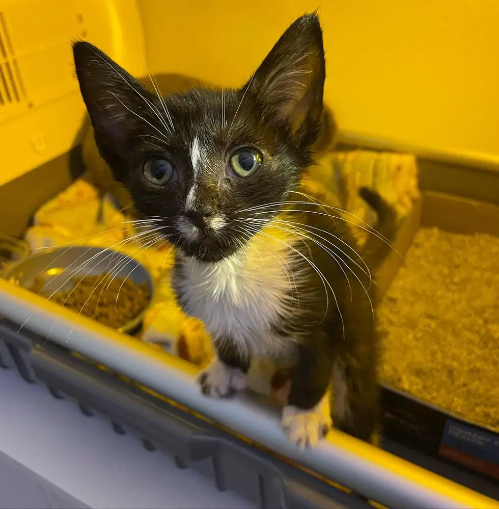 curious tuxedo kitten