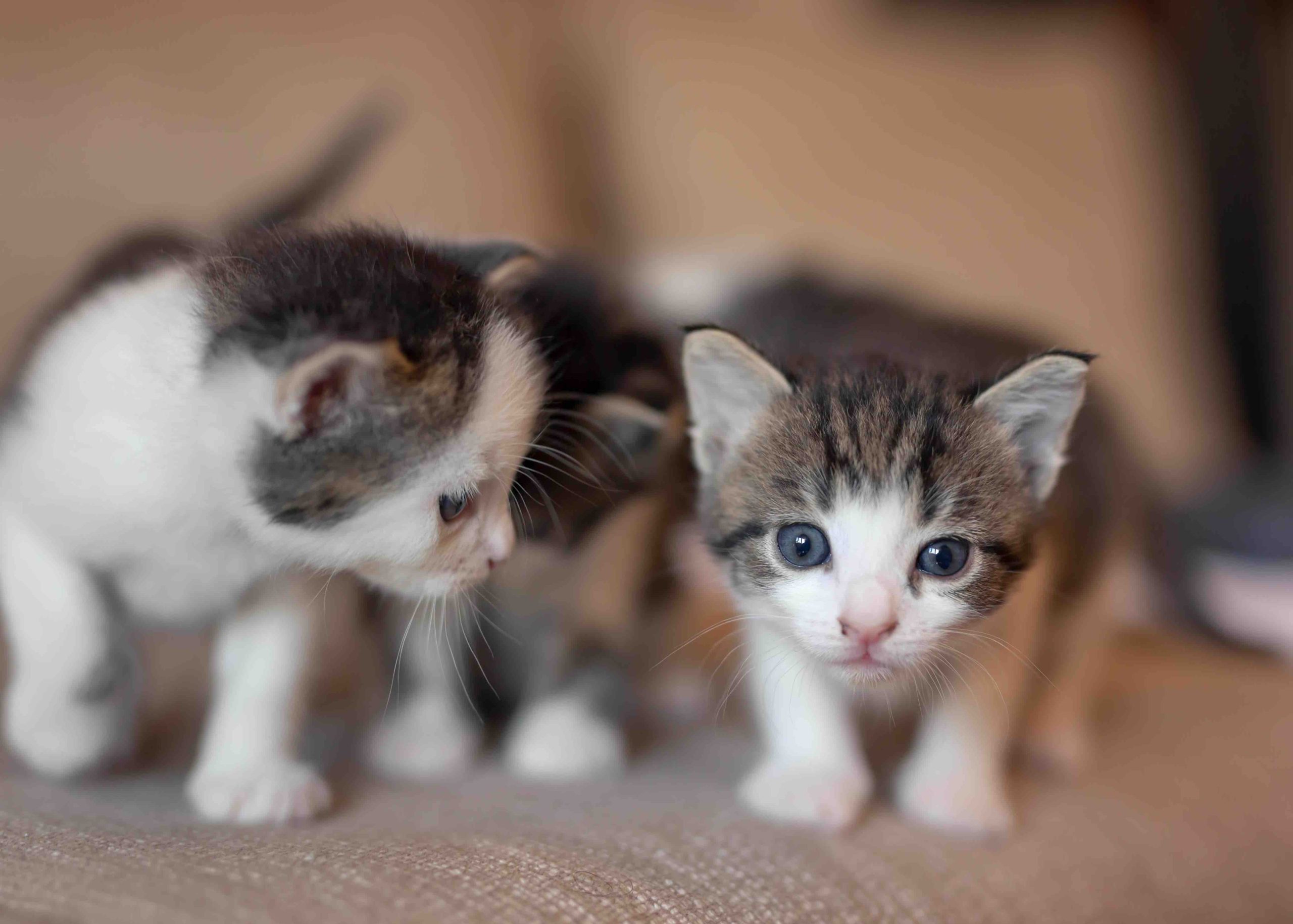 Kittens playing on the sofa