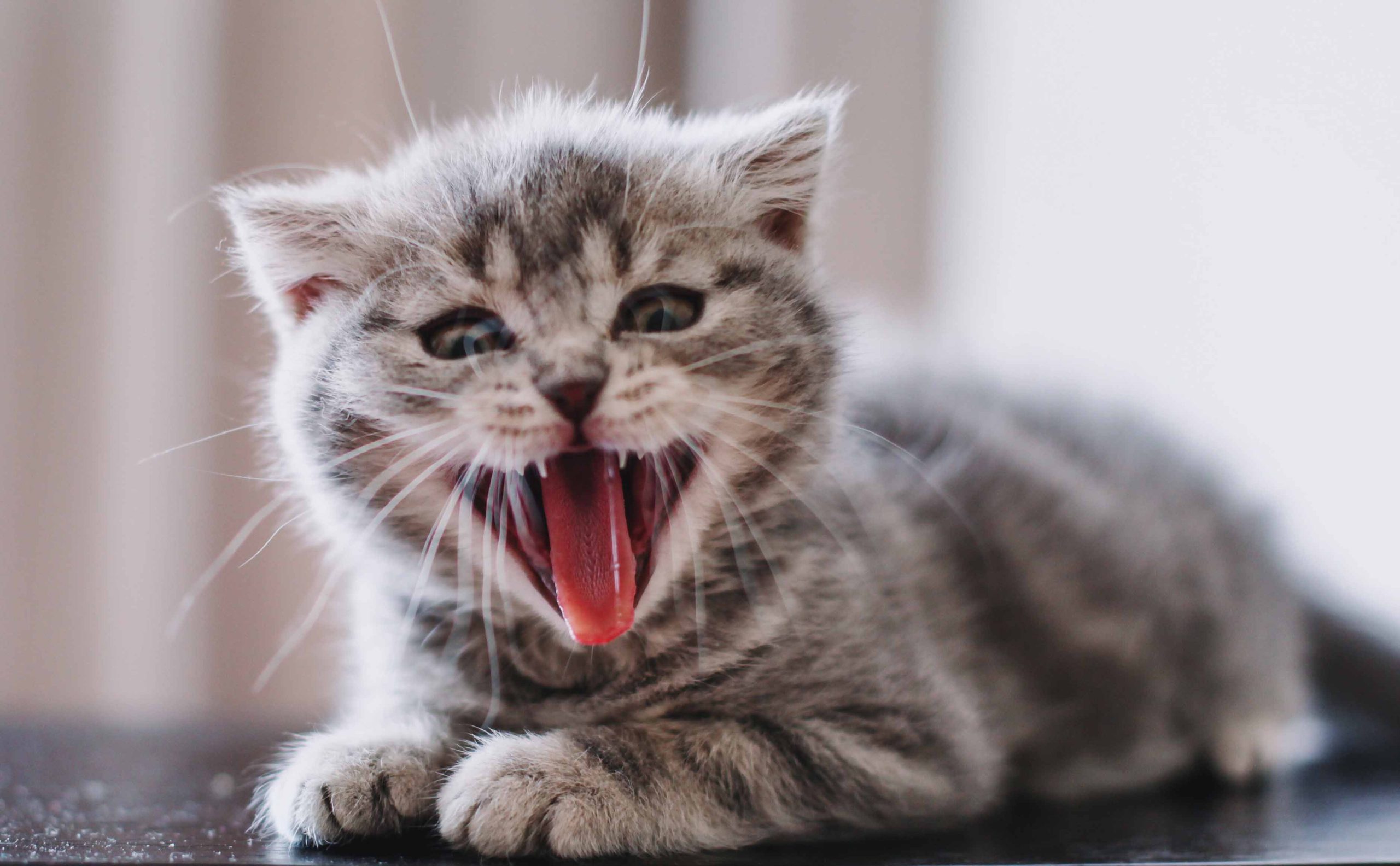 funny-kitten