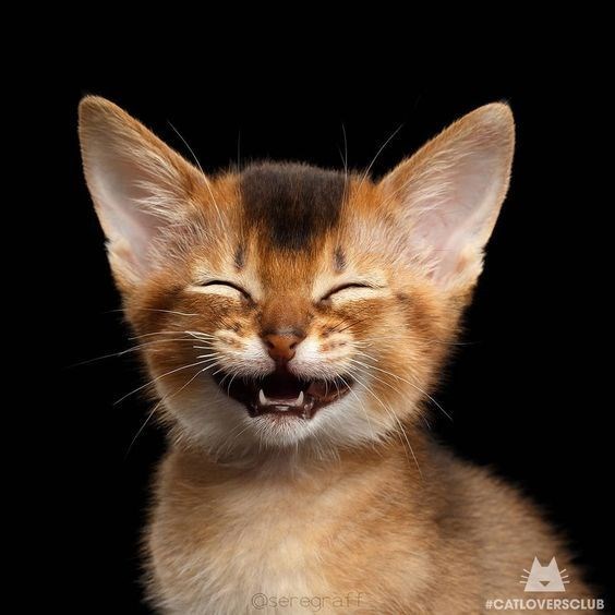 “Cheer Up Your Day with 10 Adorable Snapshots of Joyful Felines”