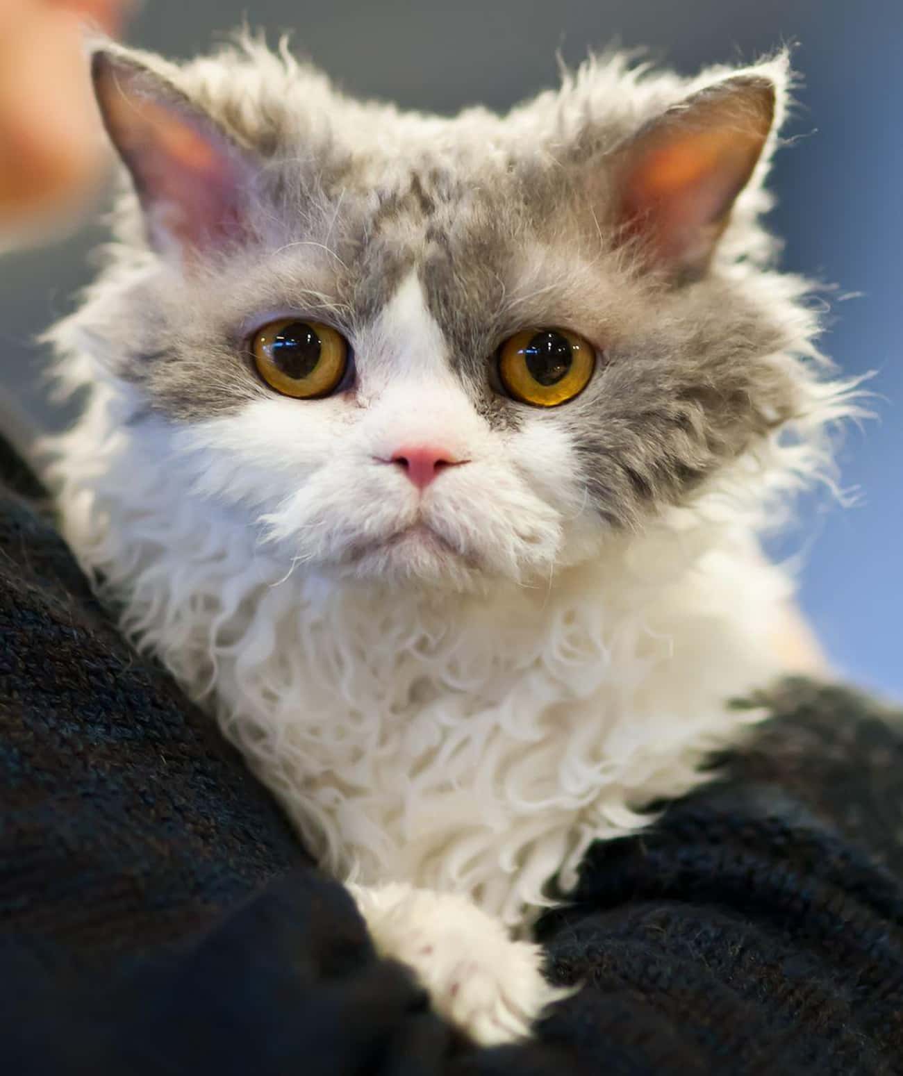 Felines Displeased with their Latest Grooming Looks