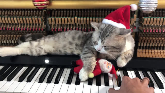 Celebrating the Birthday of Haburu: The YouTube Sensation Cat with a Passion for Piano Melodies