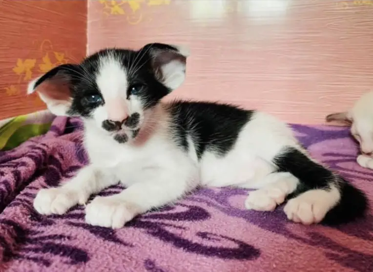 iilla. This Mustachioed Kitty Has the Purr-fect Name, Meet Zappa the Cat! .iilla