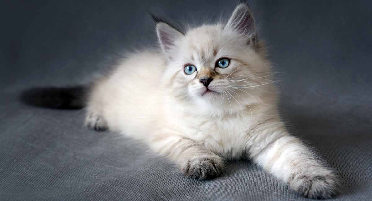 Discovering the Mystique of the Siberian Forest Cat: All You Need to Know About this One-of-a-Kind Feline