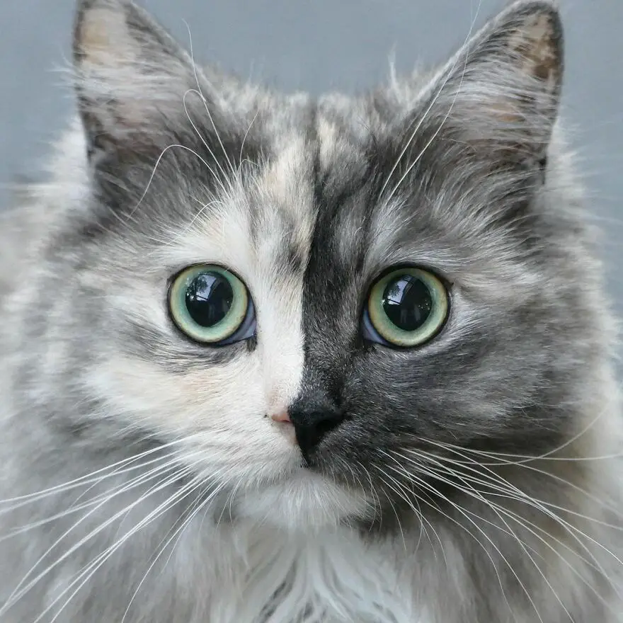 “Discover the Fascinating Story of Geri, the Chimeric Cat with a Unique Double Face”