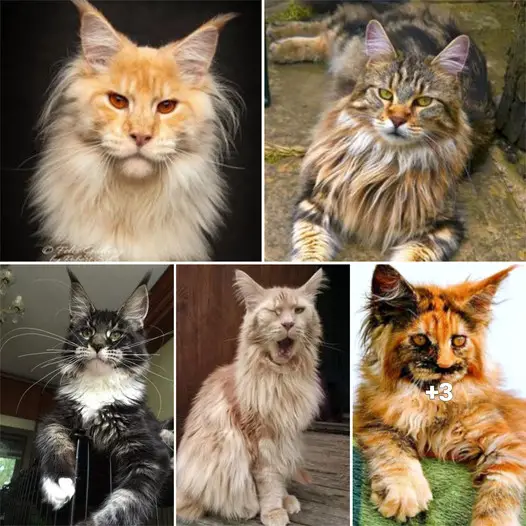 Regal Maine Coons Resembling Enchanting Wizards of Old