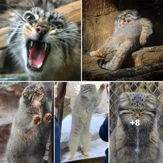 Encounter the untamed celebrity felines: Pallas’ cats.thi