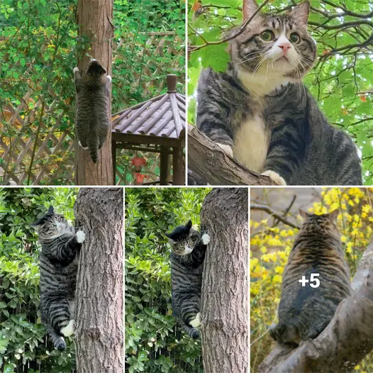 The cute pleading face of the cat hanging on a tree but not knowing how to come down.thi