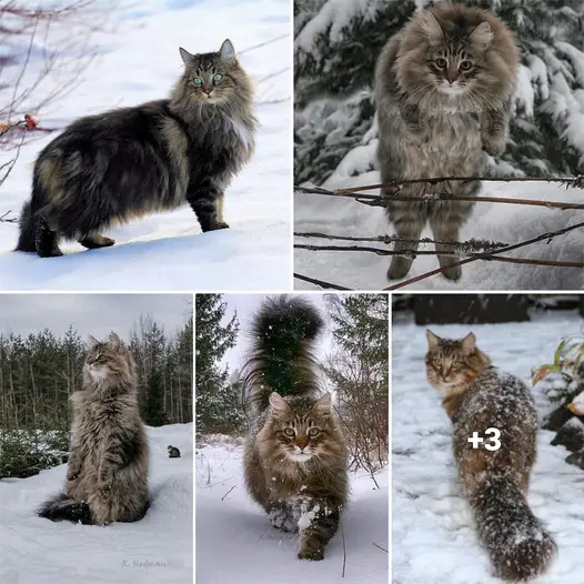 Discovering the Charm of Norwegian Forest Cats: 10 Intriguing Insights into their Furry World.thi