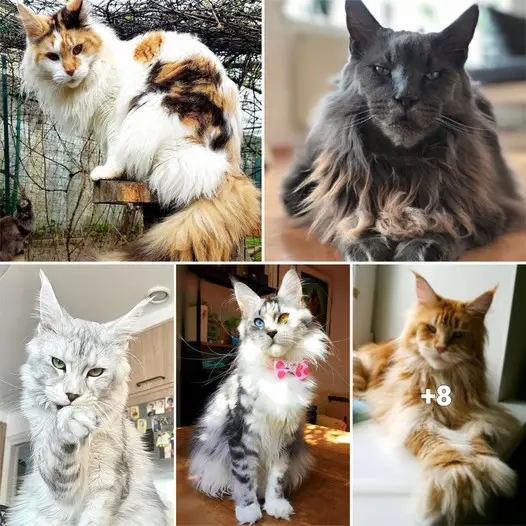 “Massive Maine Coon Cats: Meet 14 Majestic Felines With Impressive Size and Stunning Beauty”