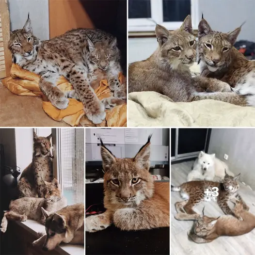 “Living with a Menagerie: My Experience Adopting Lynxes and Building a Diverse Animal Family with Dogs and Horses”.thi