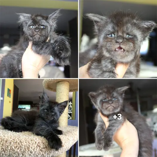 The Viral Feline With A Distinctly Human Visage That Will Leave You Stunned.thi